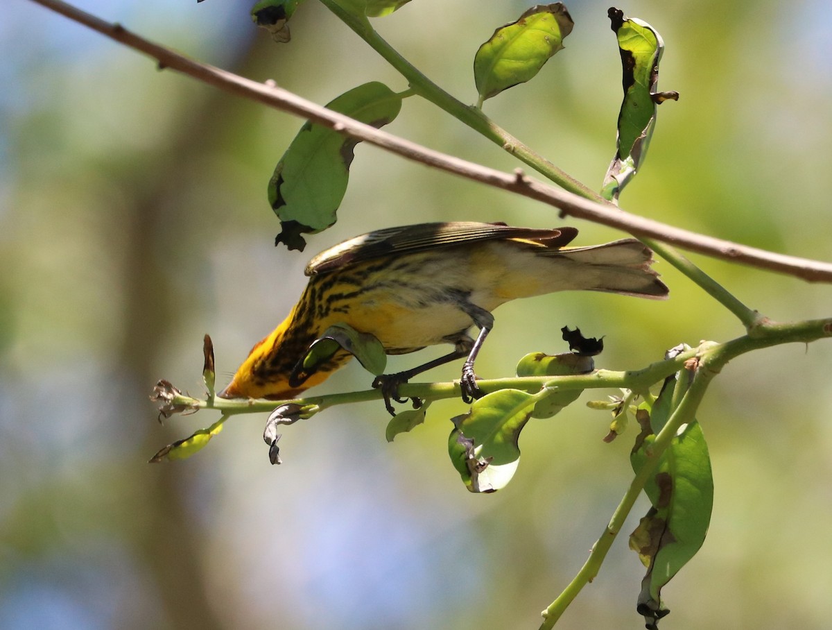 Cape May Warbler - adam zions