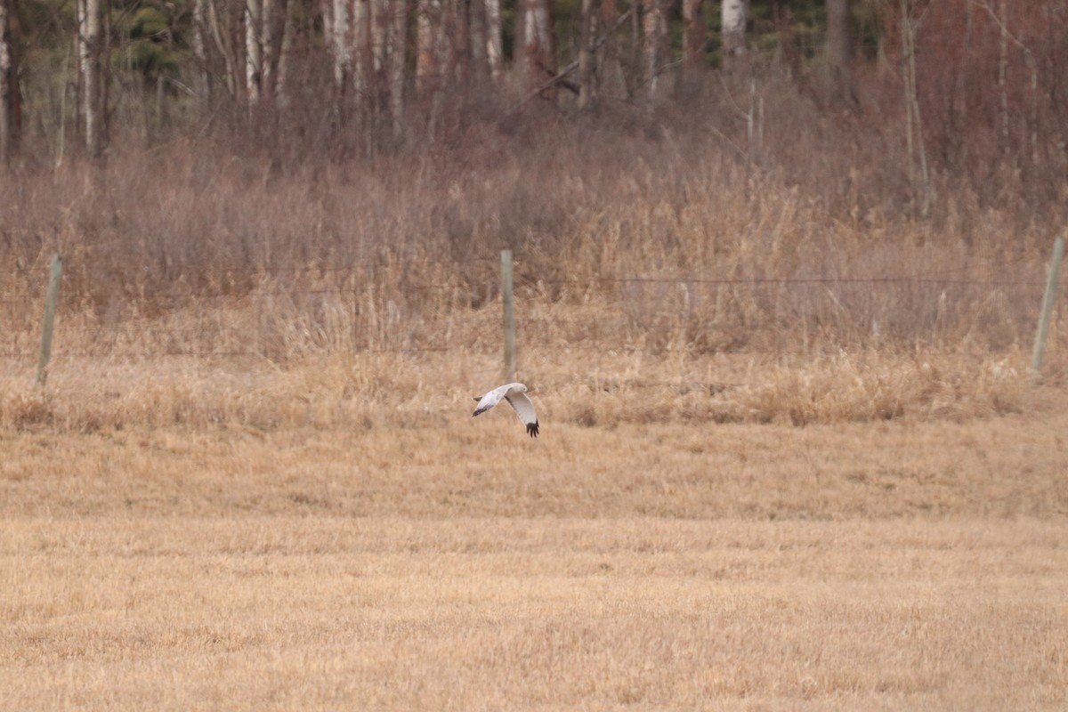 Northern Harrier - ML617595704