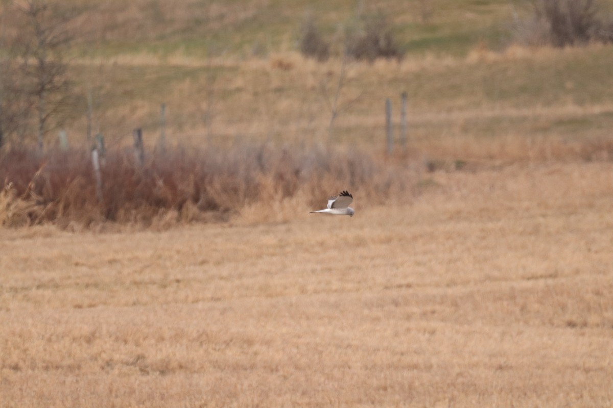 Northern Harrier - ML617595705