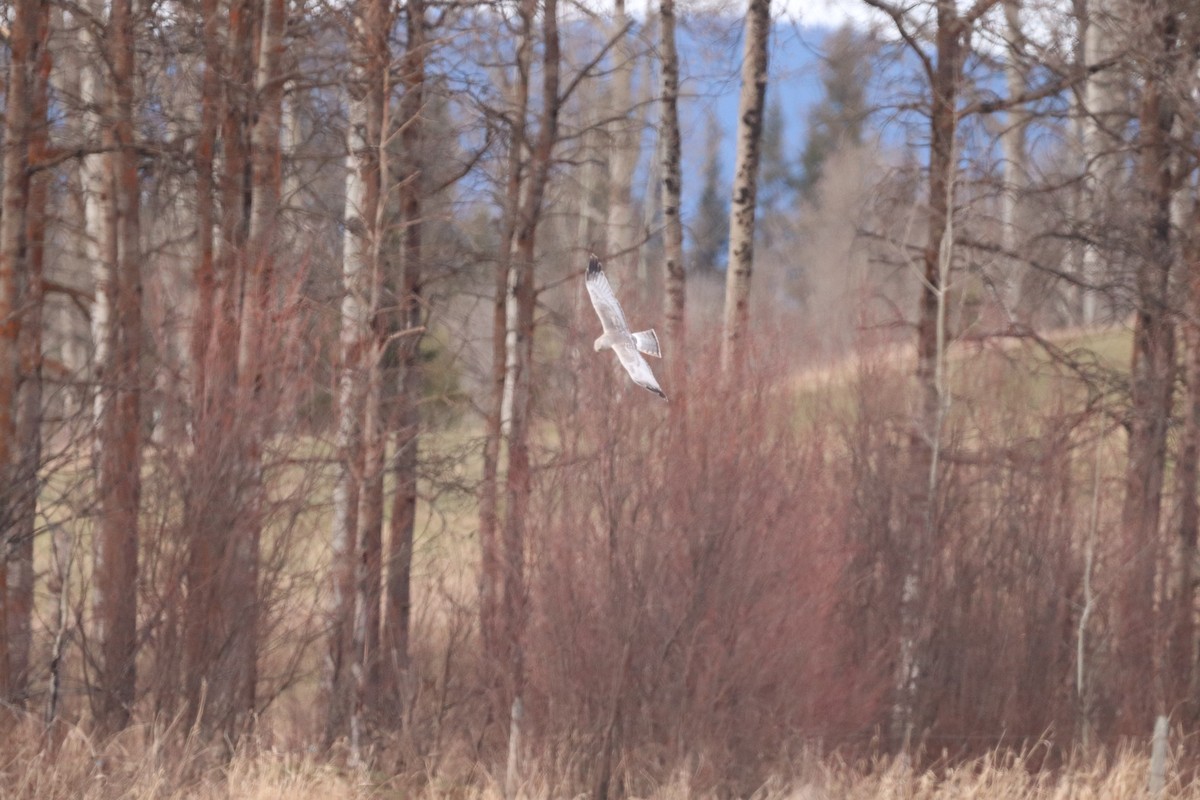 Northern Harrier - ML617595706