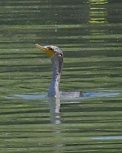 Double-crested Cormorant - ML617595708