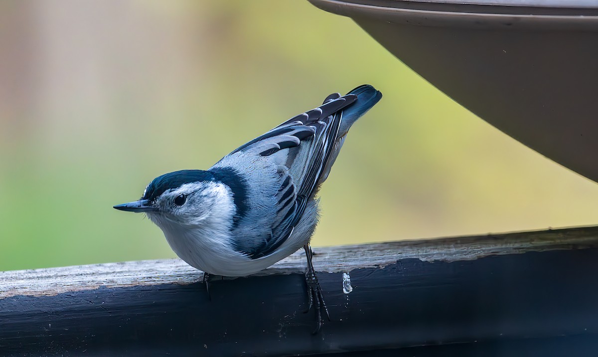 White-breasted Nuthatch - ML617595781