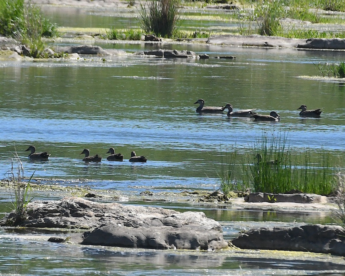 Gadwall - ML617595789