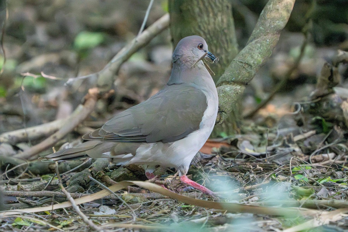 White-tipped Dove - ML617595793