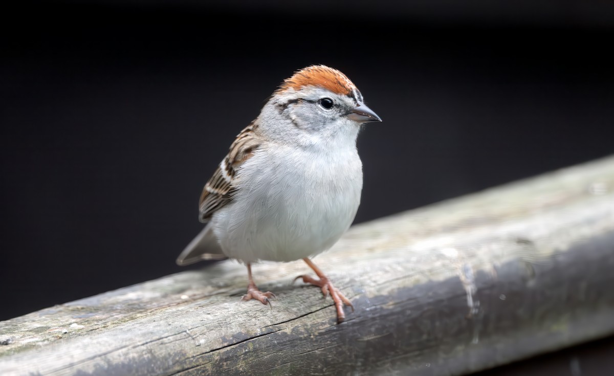 Chipping Sparrow - ML617595820