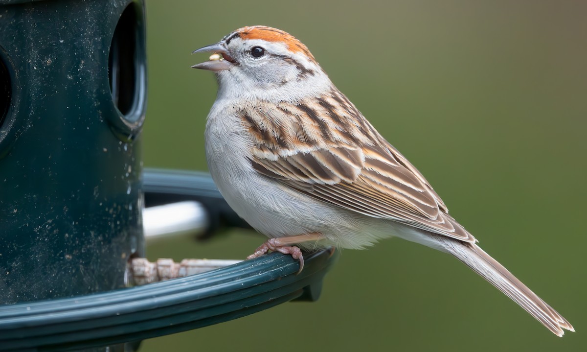 Chipping Sparrow - ML617595821