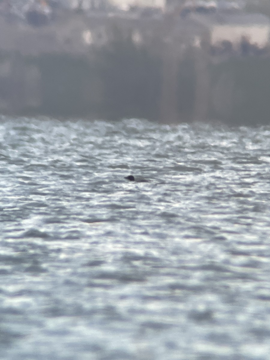 Common Loon - McKay Olson