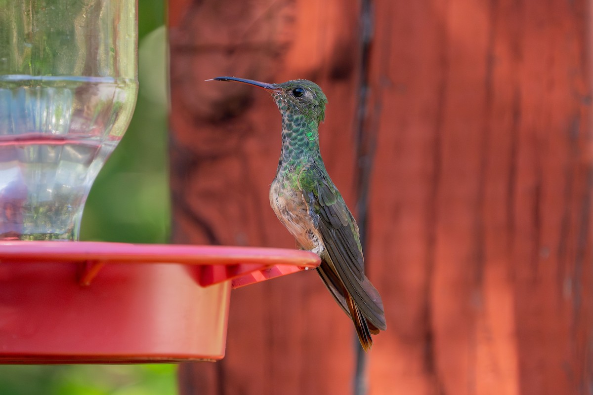 Buff-bellied Hummingbird - ML617595865