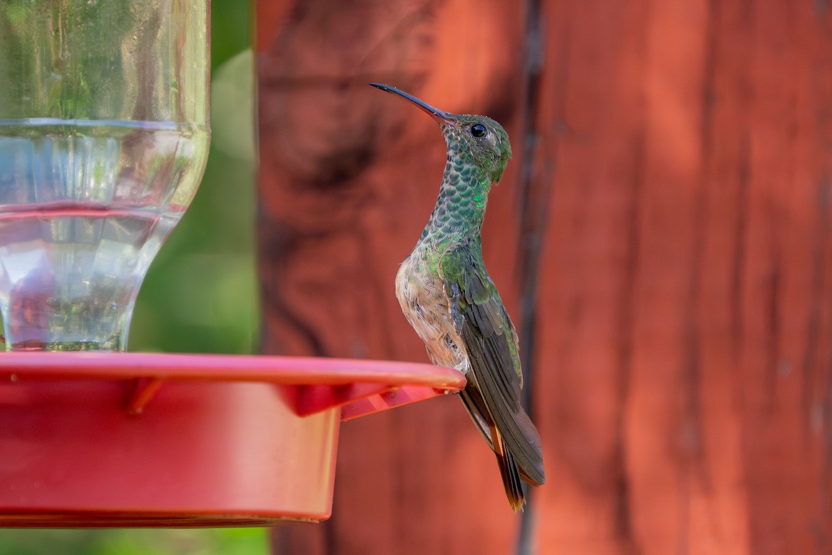 kolibřík yukatanský - ML617595866