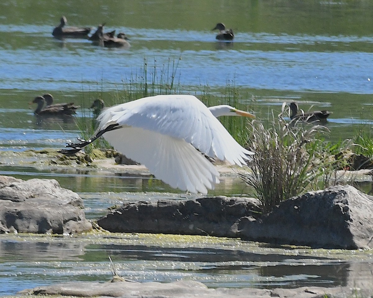 Great Egret - ML617595868