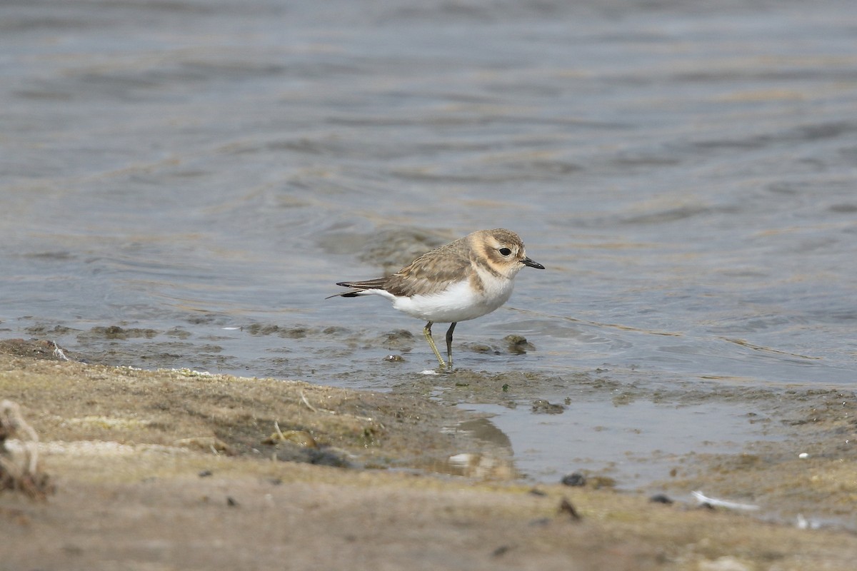 Double-banded Plover - ML617595884