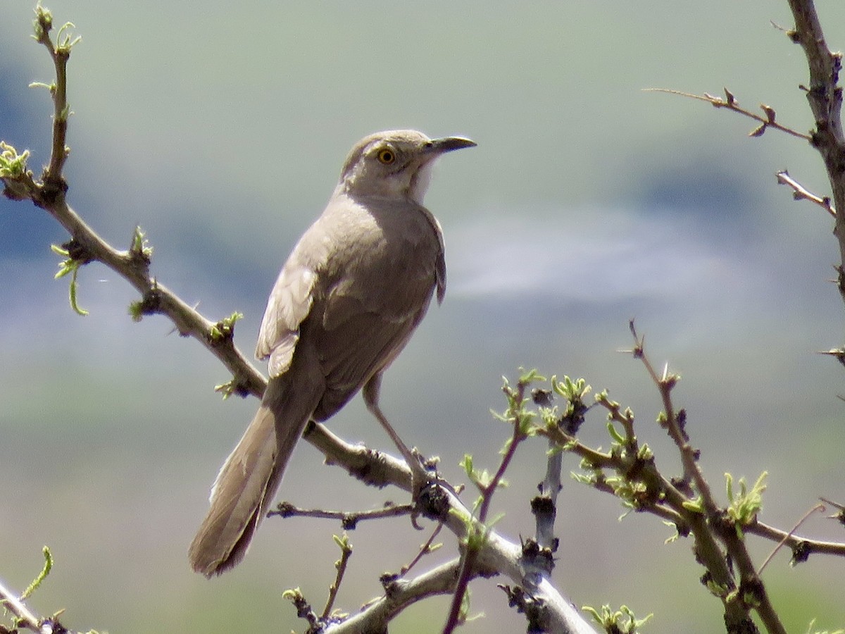 Bendire's Thrasher - ML617595906