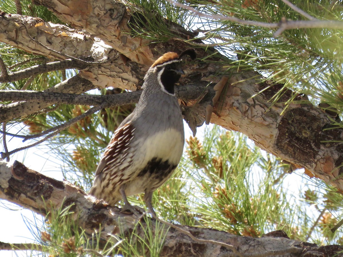 Gambel's Quail - ML617595941