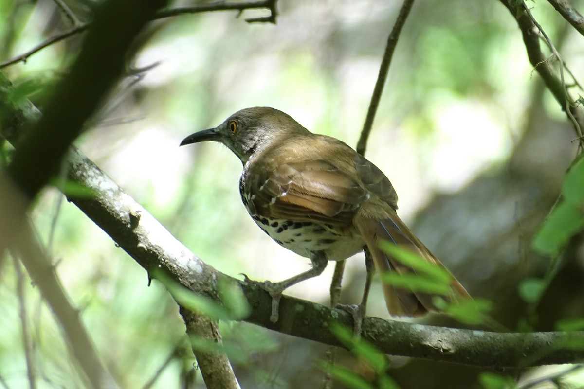 Long-billed Thrasher - ML617595952