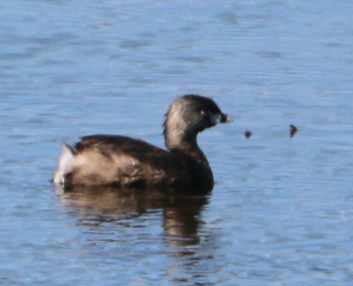 Pied-billed Grebe - ML617595974