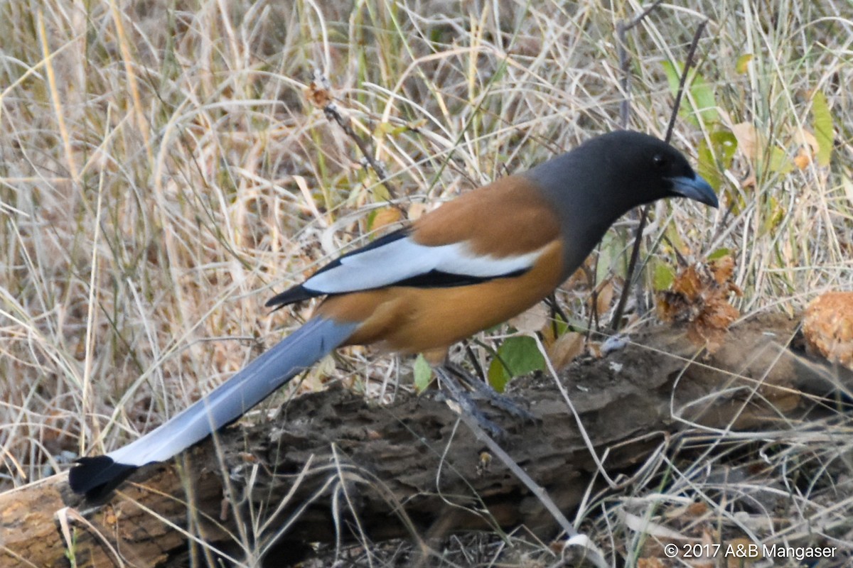 Rufous Treepie - Bernadette and Amante Mangaser