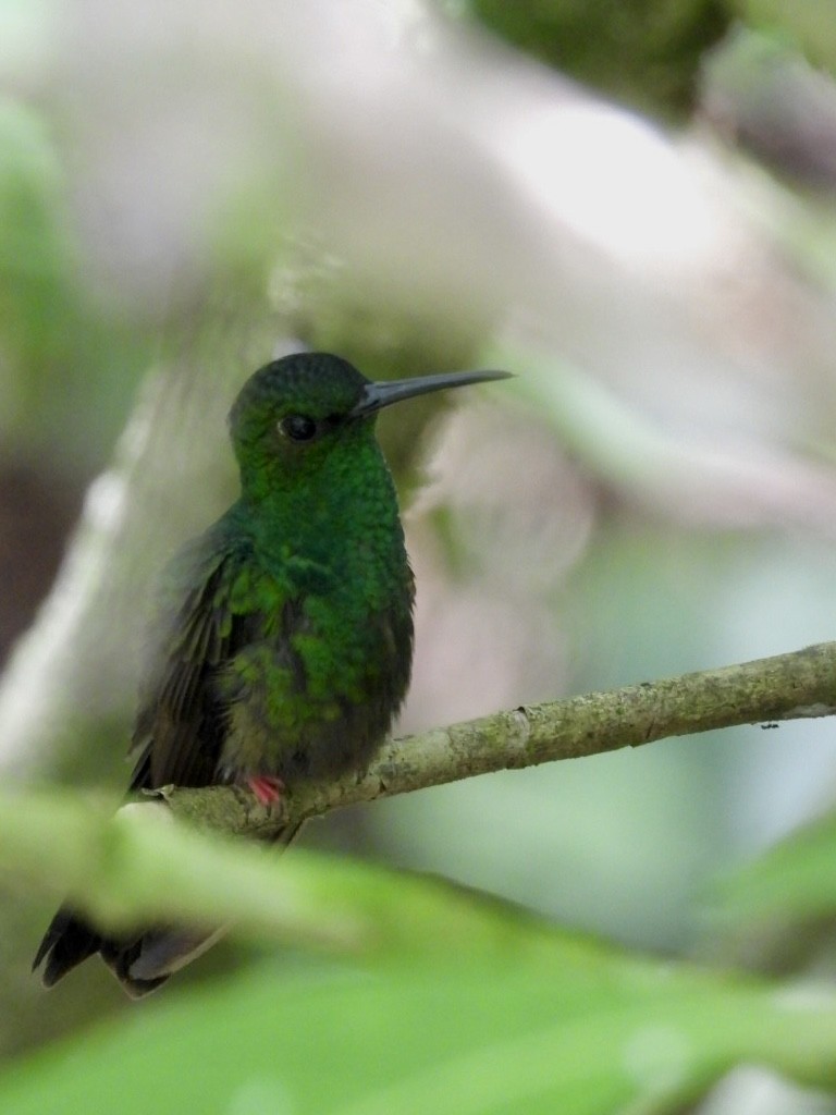 Colibrí Patirrojo - ML617596005