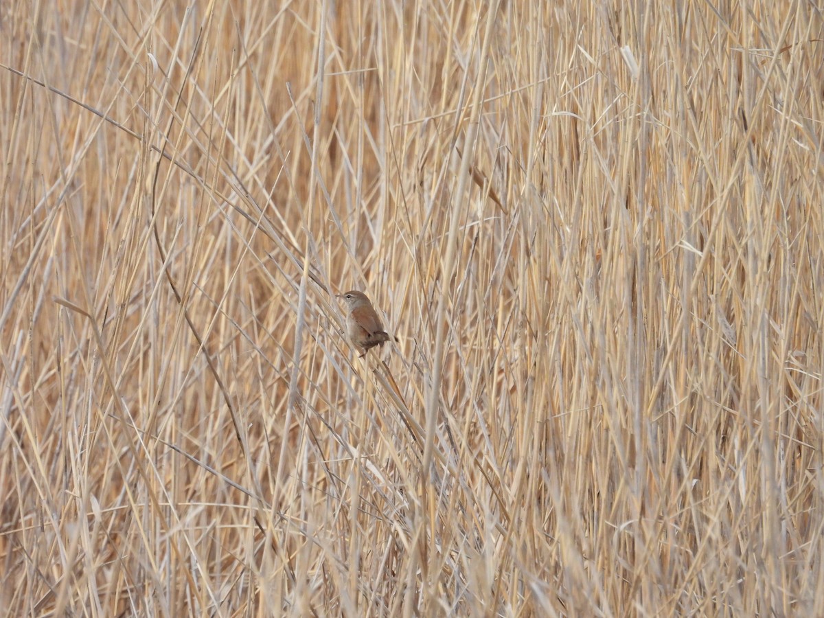 Cetti's Warbler - ML617596008