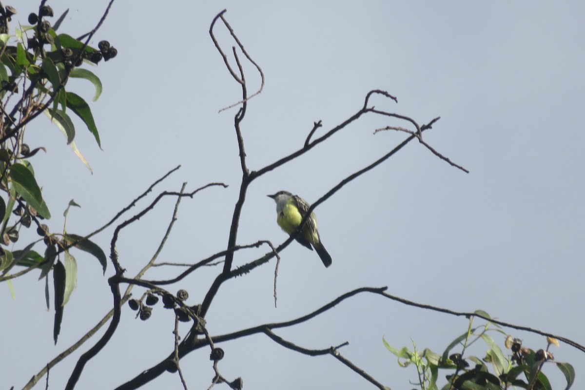 Snowy-throated Kingbird - ML617596013