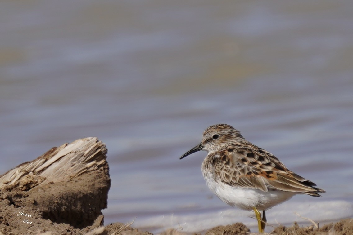 Least Sandpiper - ML617596016