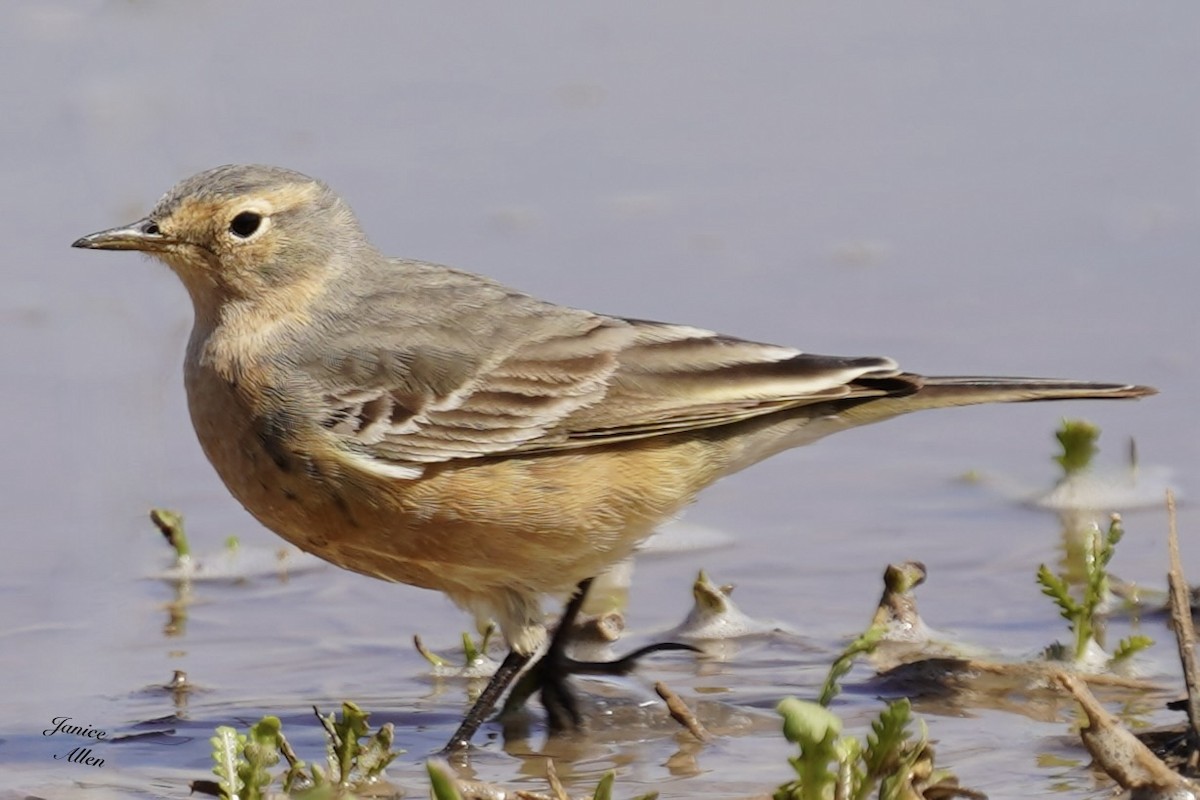 American Pipit - ML617596027