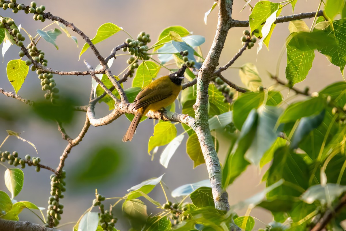 Bulbul à huppe noire - ML617596049