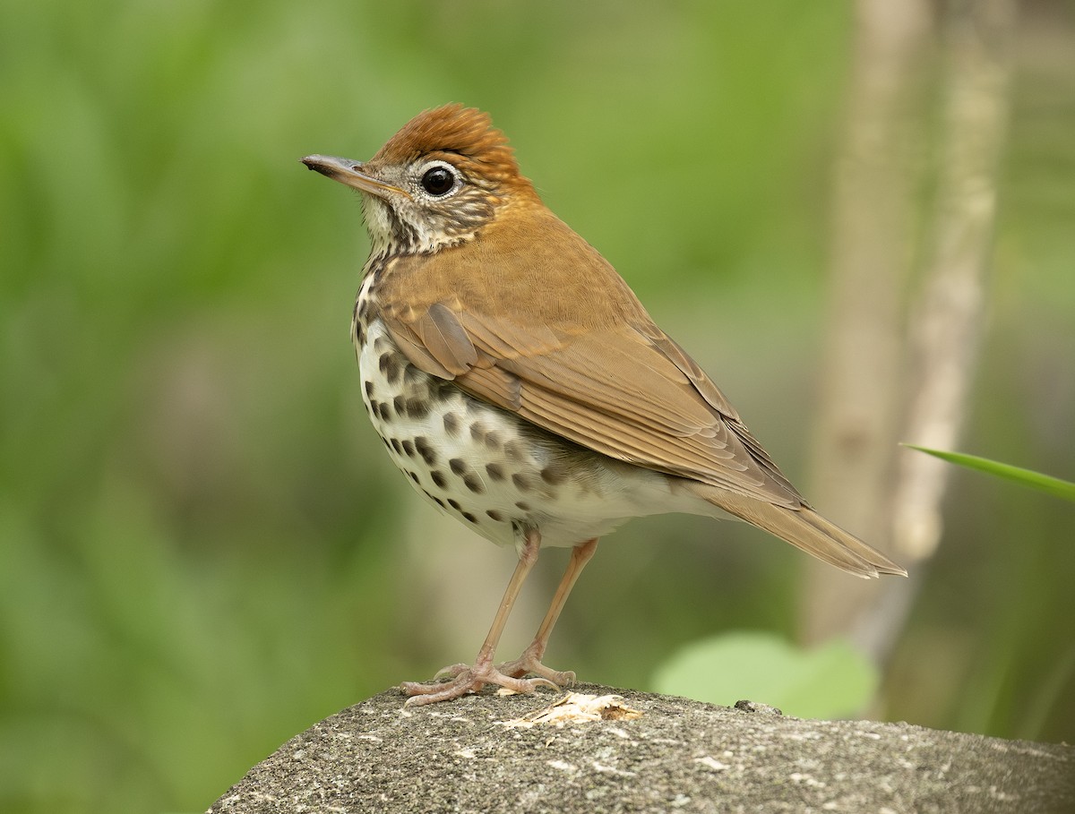 Wood Thrush - ML617596067