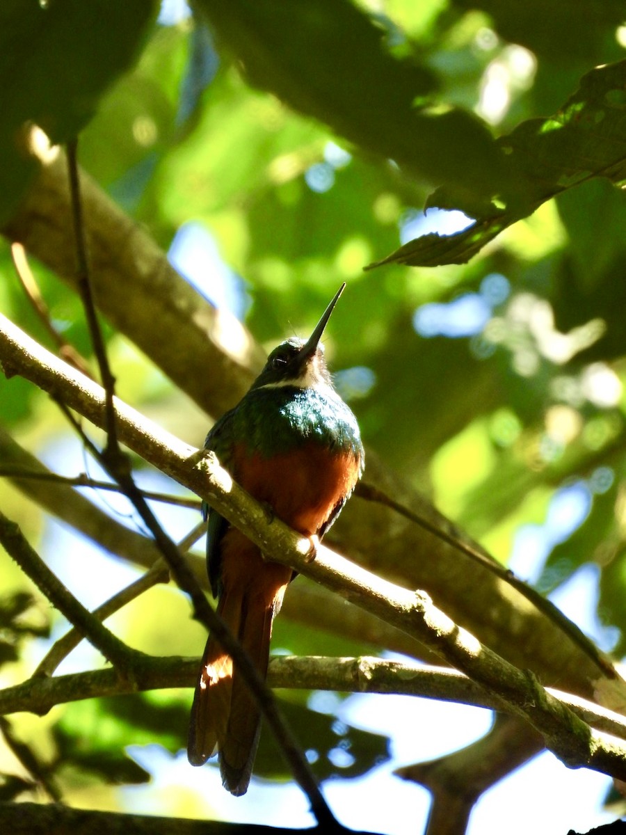 Jacamar à queue rousse - ML617596087