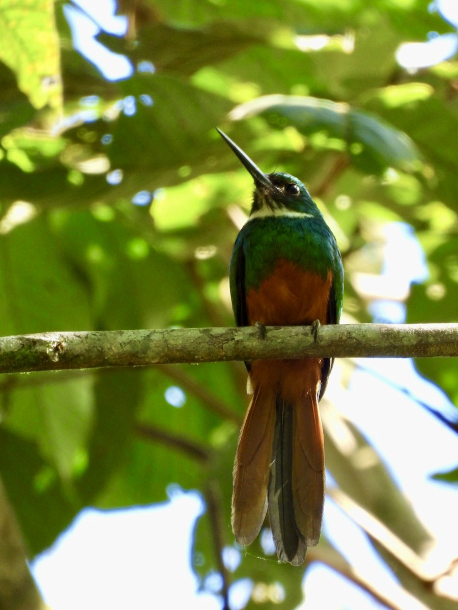 Jacamar à queue rousse - ML617596091