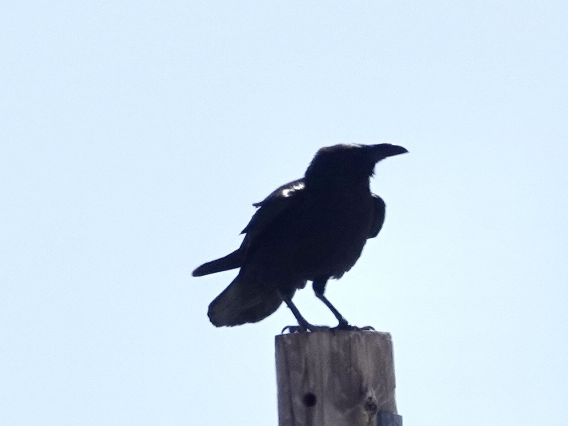 Corbeau à cou blanc - ML617596111