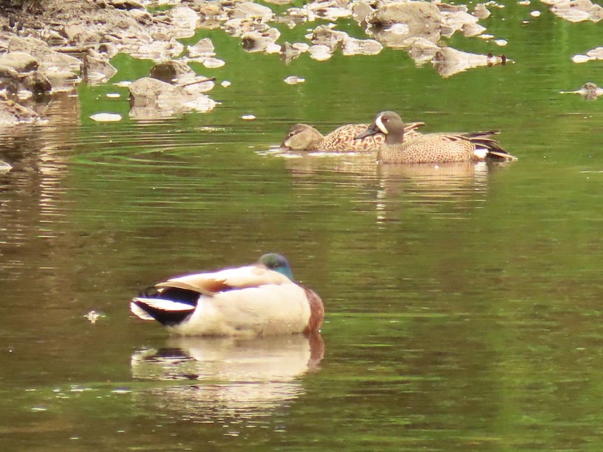 Blue-winged Teal - ML617596161