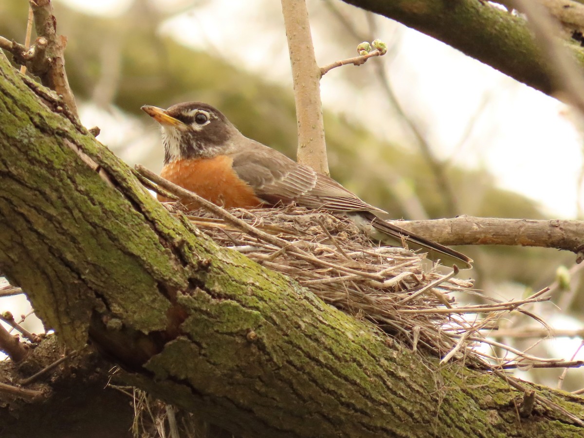 American Robin - ML617596212