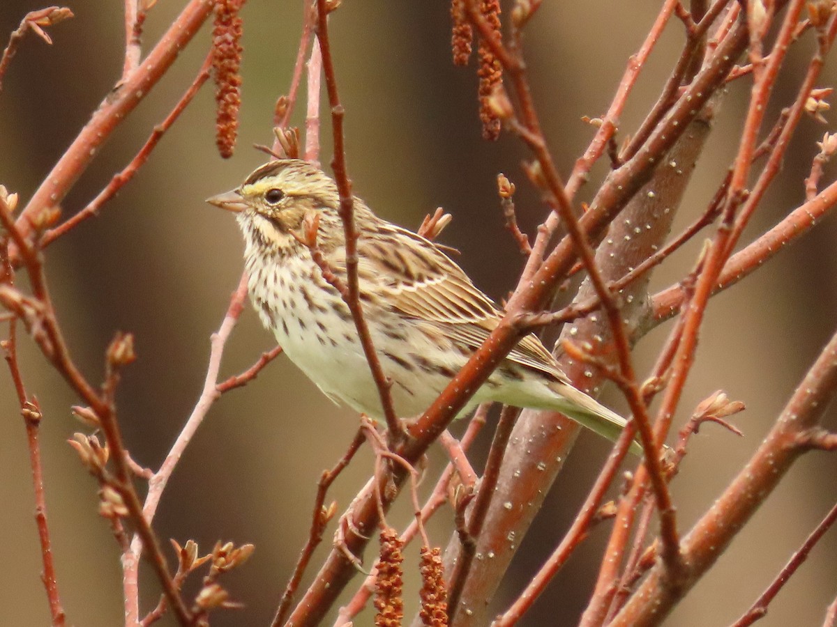 Savannah Sparrow - ML617596231