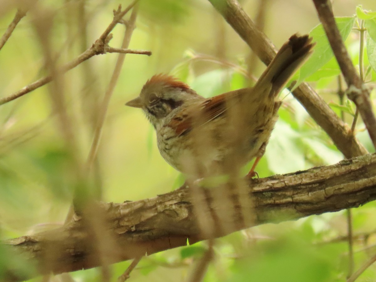 Swamp Sparrow - ML617596242