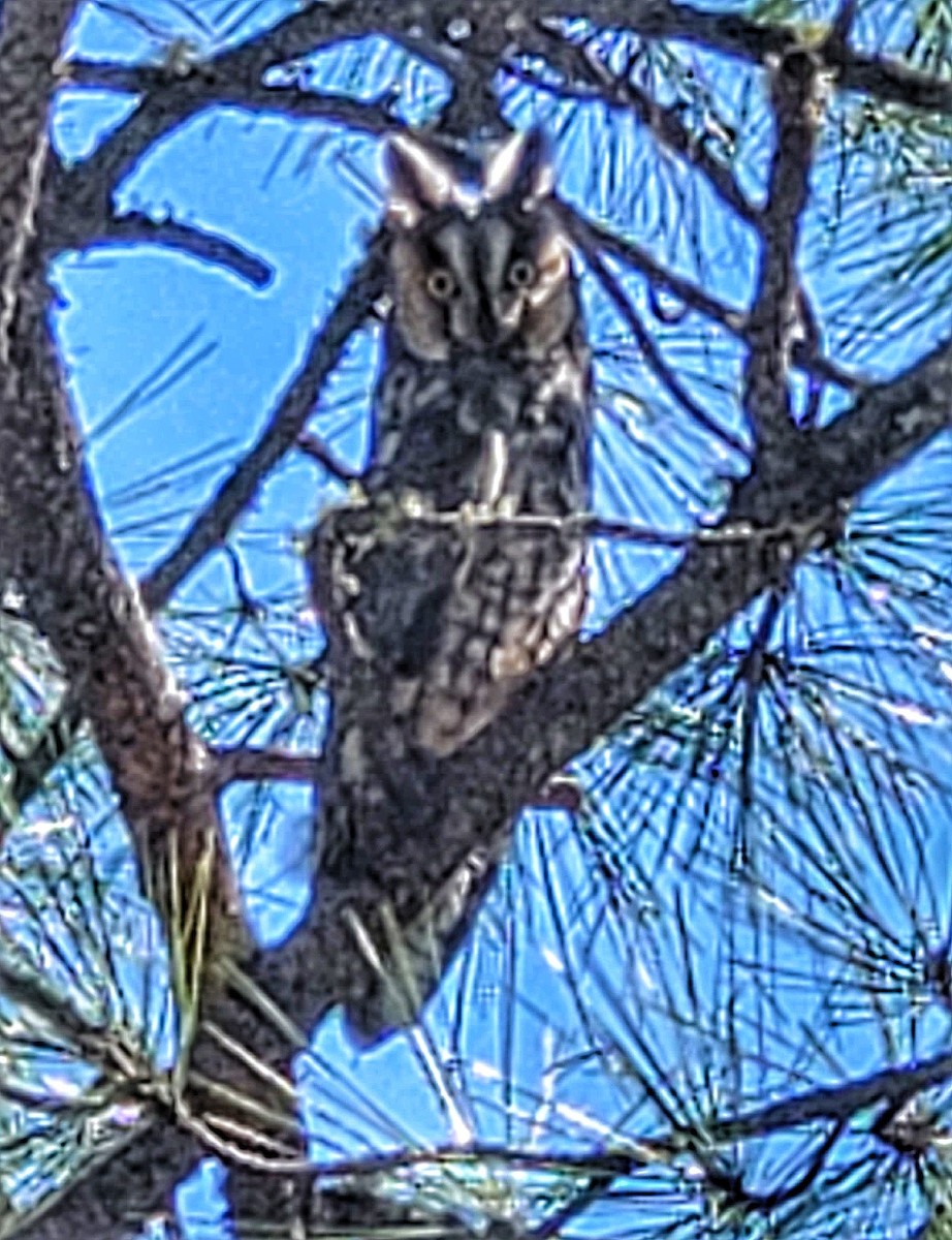 Long-eared Owl - ML617596282