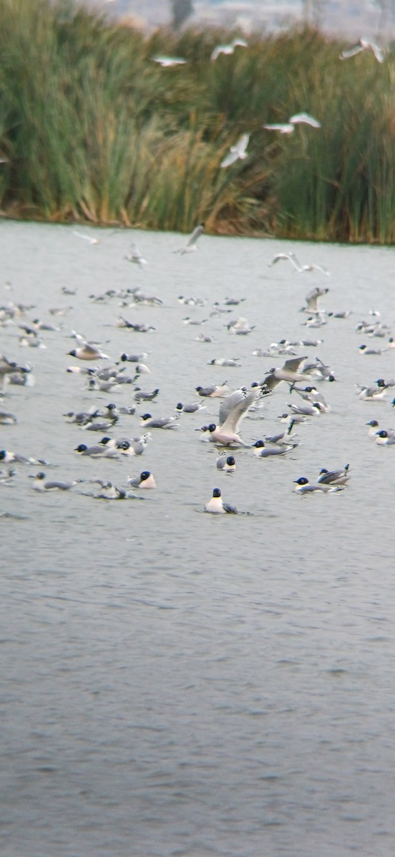 Franklin's Gull - ML617596303