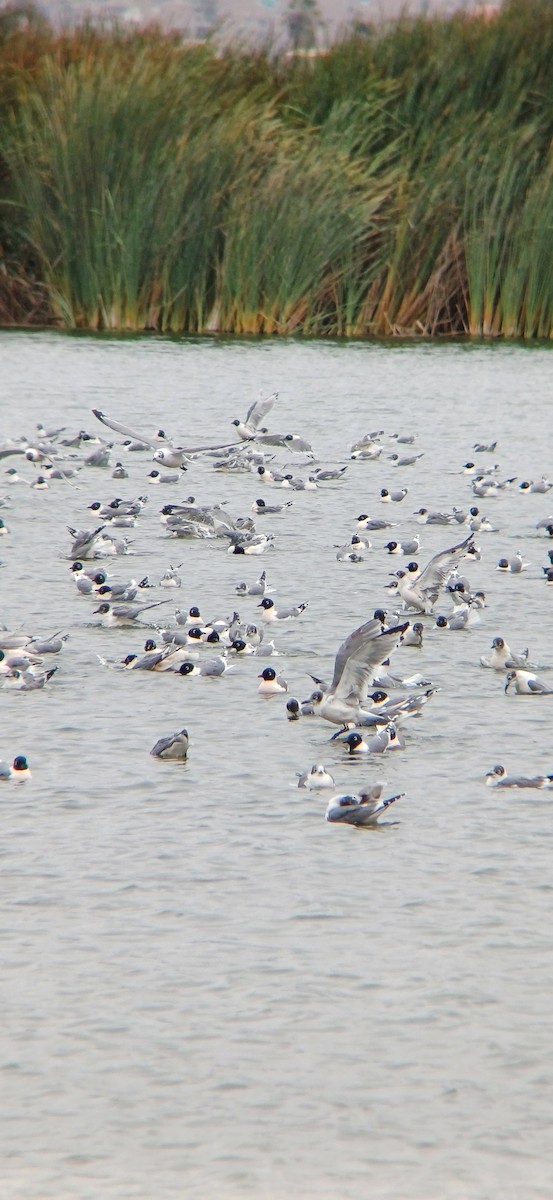 Mouette de Franklin - ML617596304