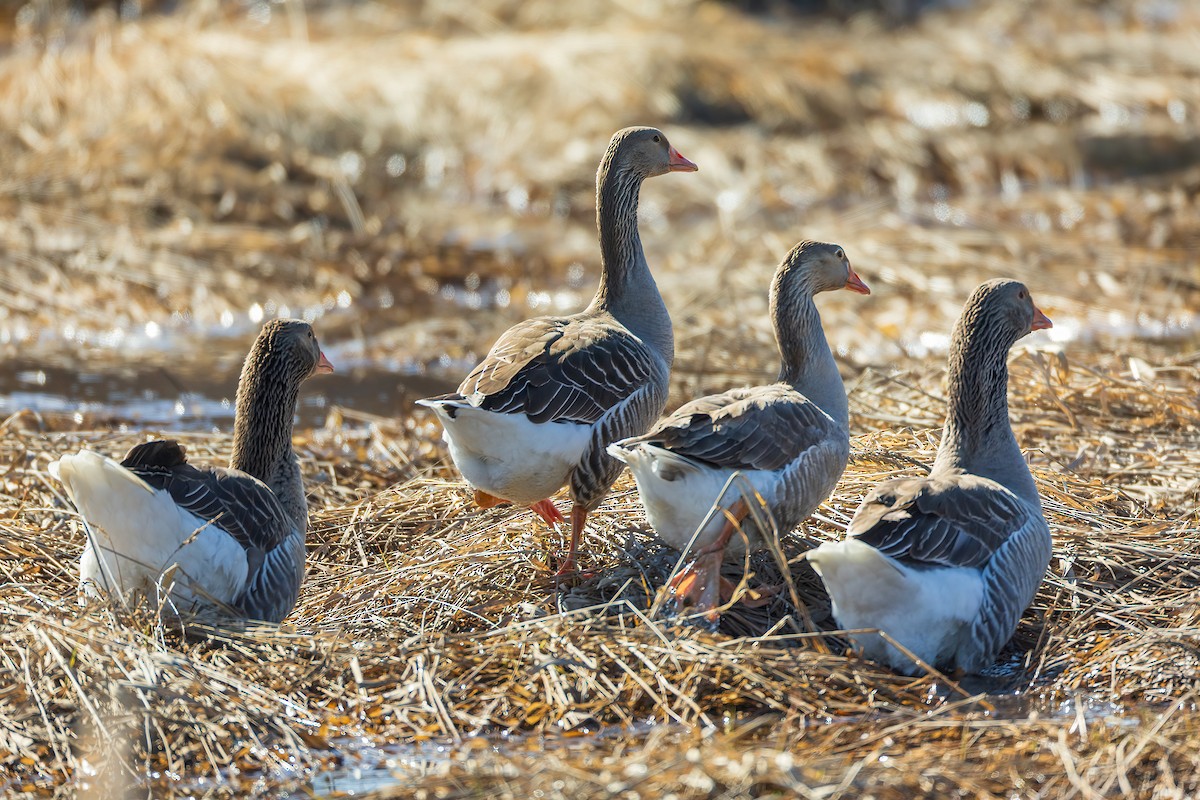 Graylag Goose (Domestic type) - ML617596363