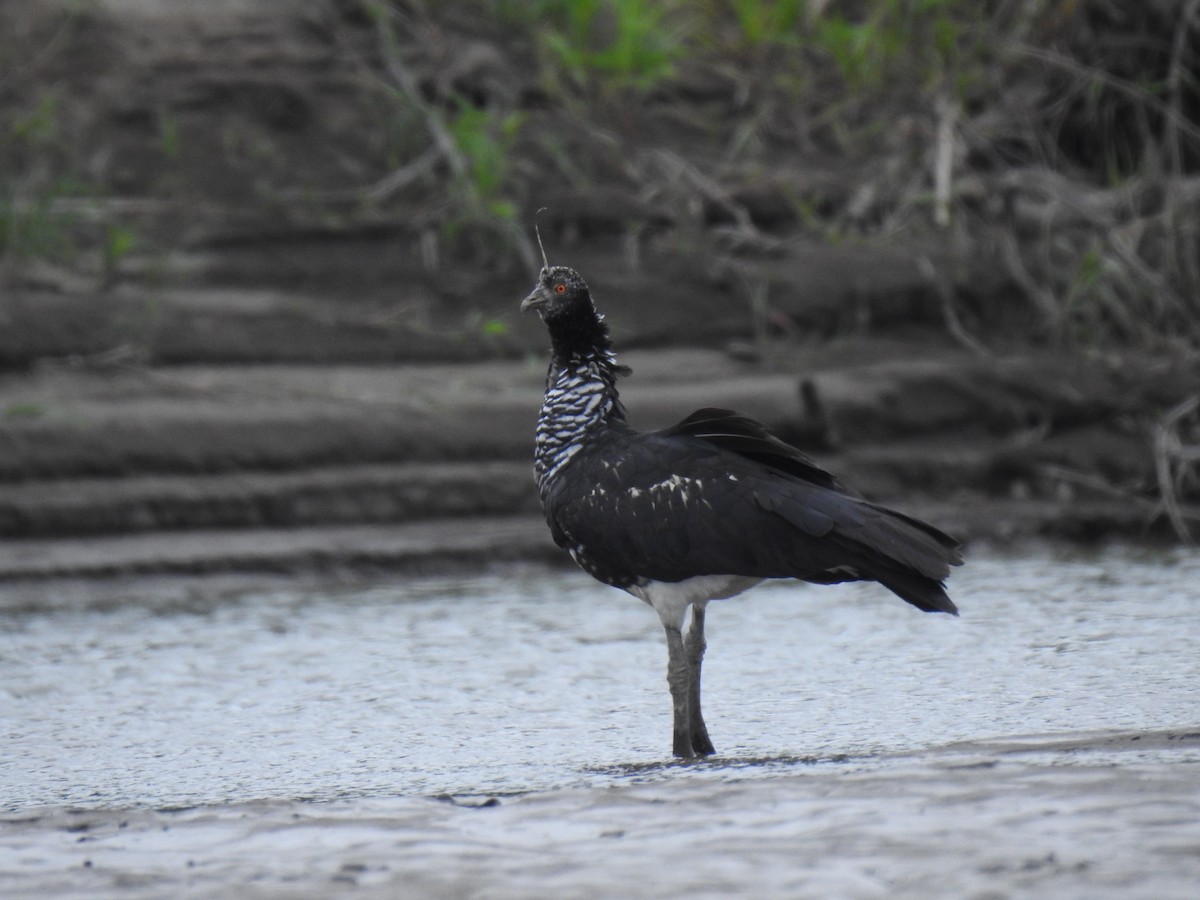 Horned Screamer - Justin Harris