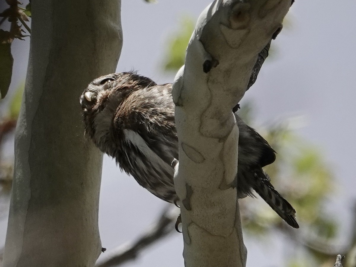 Northern Pygmy-Owl - ML617596445