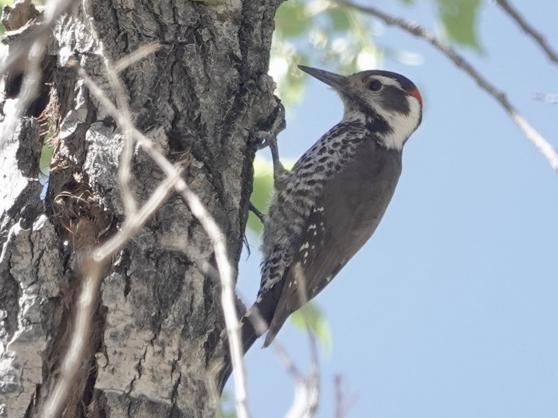 Arizona Woodpecker - ML617596451