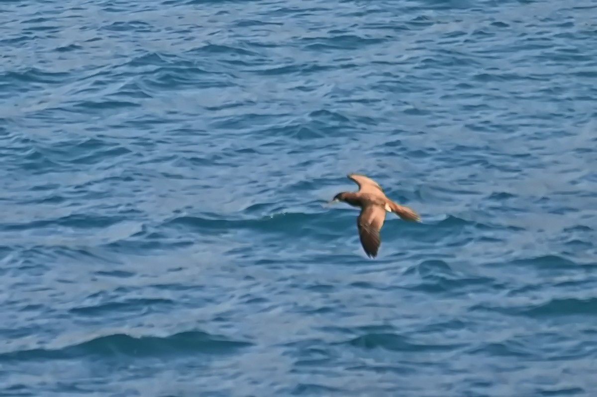 Brown Booby - James Cosgrove