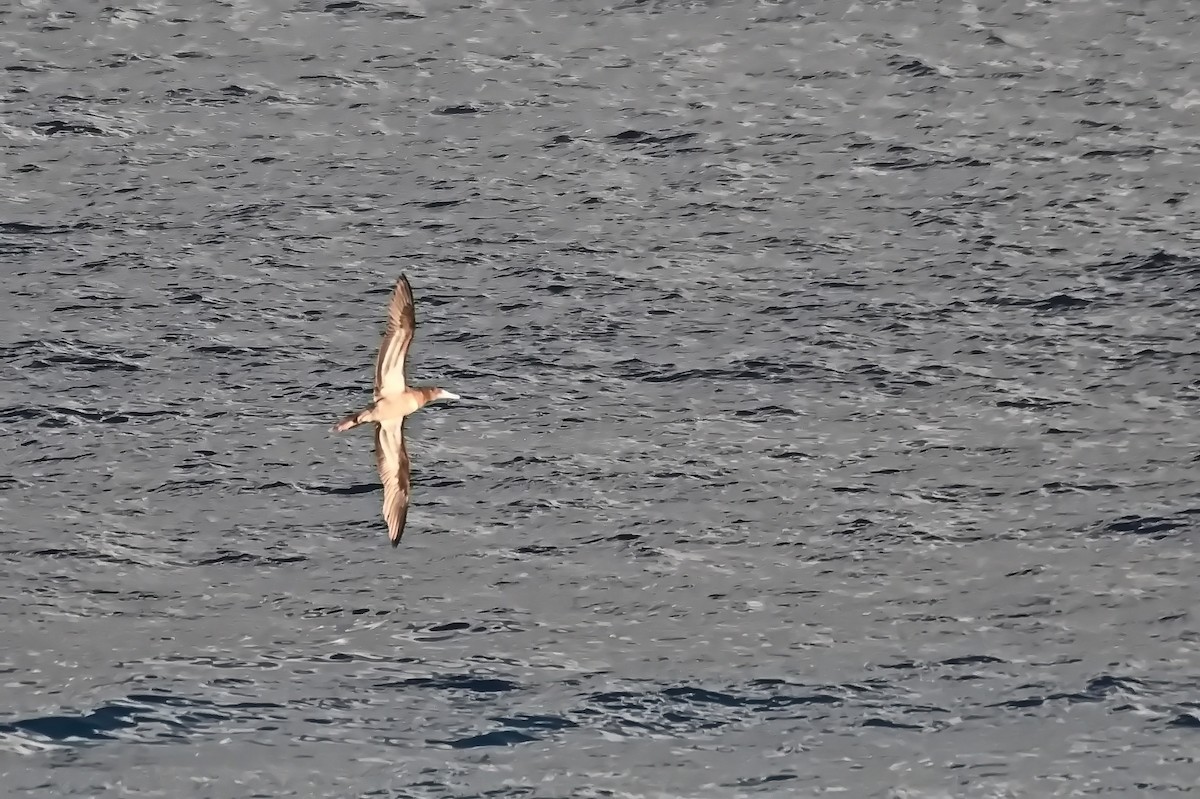 Brown Booby - ML617596464