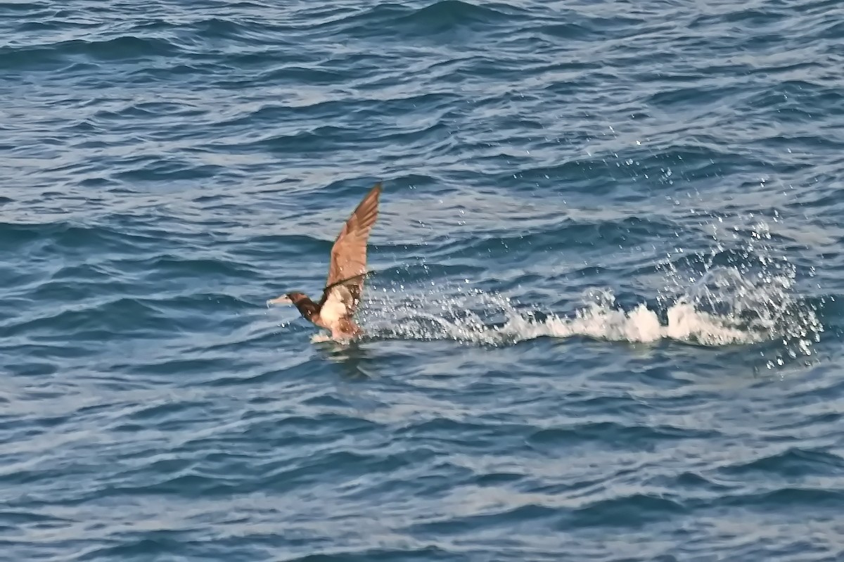 Brown Booby - James Cosgrove