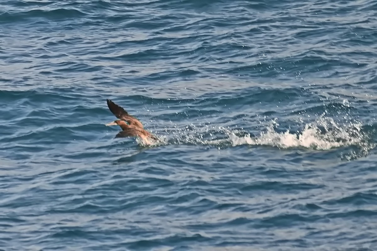 Brown Booby - ML617596475