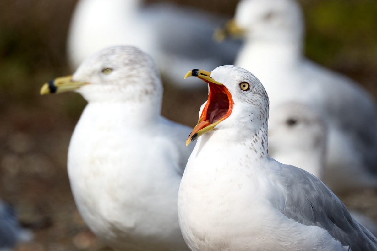 Ring-billed Gull - Ed Yong