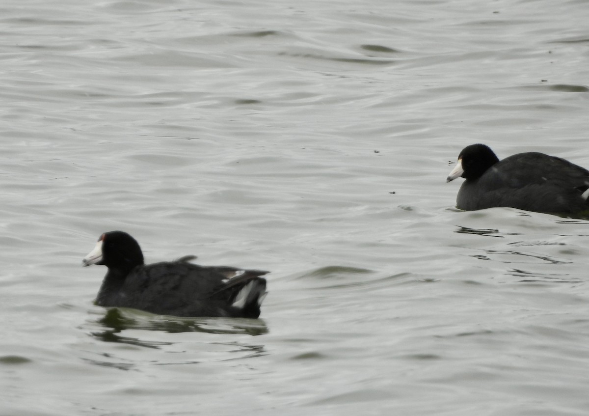 American Coot (Red-shielded) - ML617596493