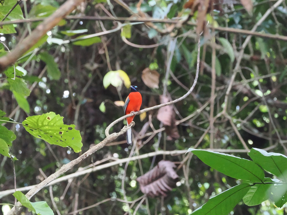 Scarlet-rumped Trogon - ML617596533