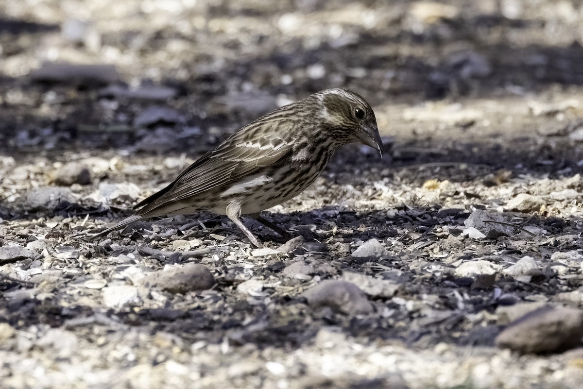 finch sp. - ML617596536