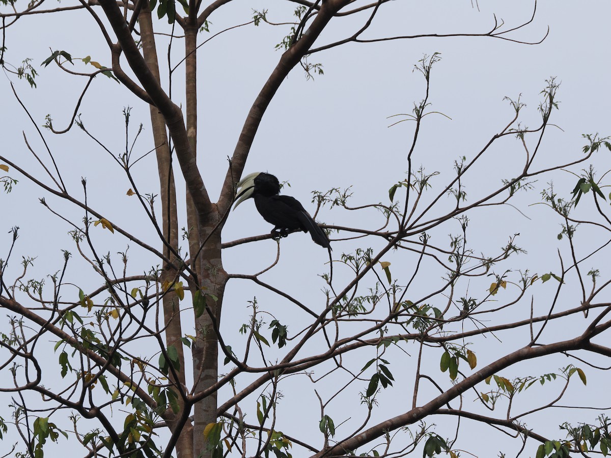 Black Hornbill - Simon  Allen